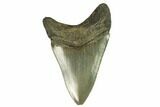 Serrated, Fossil Megalodon Tooth #124196-1